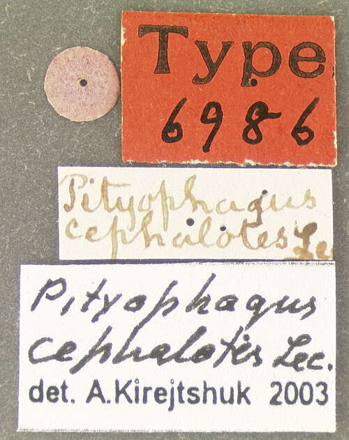 Image of Pityophagus cephalotes Le Conte 1866