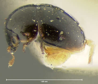 Image of Cybocephalus nigritulus Le Conte 1863