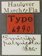 Image of Smicrips palmicola Le Conte 1878