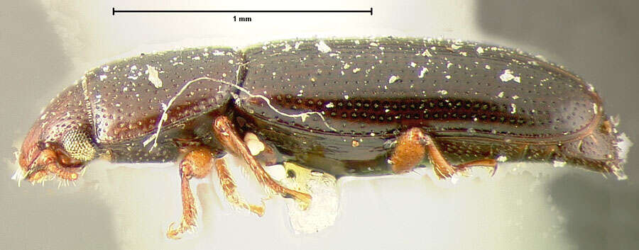 Image of Rhizophagus (Rhizophagus) remotus Le Conte 1866