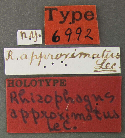 Image of Rhizophagus (Rhizophagus) approximatus Le Conte 1866