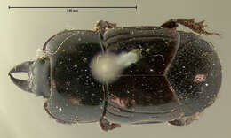 Image of Hololepta (Leionota) vicina J. L. Le Conte 1851