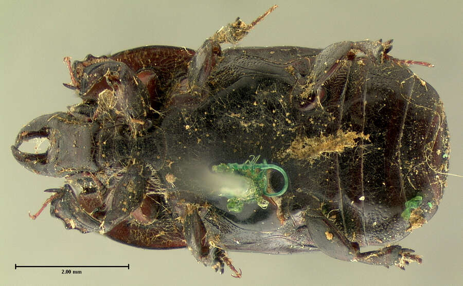 Image of Hololepta (Hololepta) populnea J. L. Le Conte 1851