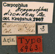 Image of Carpophilus discoideus Le Conte 1858