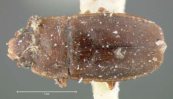 Image of Carpophilus zuni Casey 1884