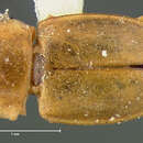 Image of Epuraea papagona Casey 1884