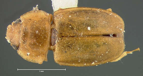 Image of Epuraea papagona Casey 1884