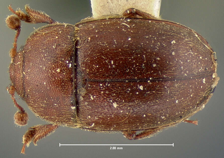 Image of sap-feeding beetles