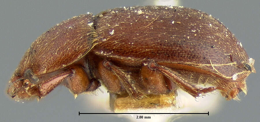 Image of sap-feeding beetles