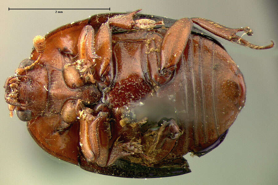 صورة Psilopyga nigripennis Le Conte 1863