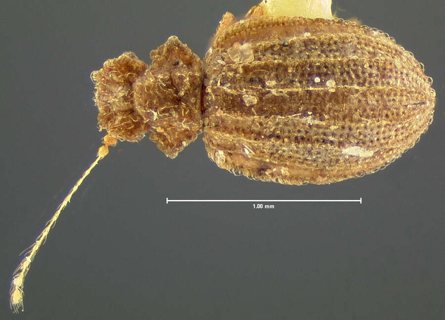 Image of Dasycerus angulicollis Horn 1882