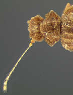 Image of Dasycerus angulicollis Horn 1882