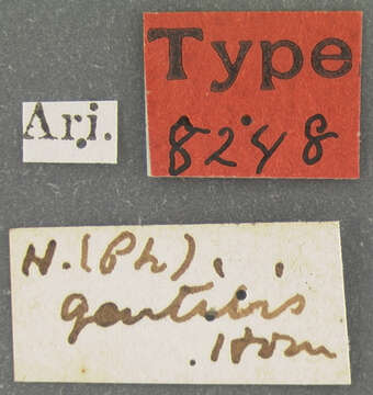 Image of <i>Hister gentilis</i> Horn 1883