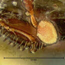 Image of Teretriosoma chalybaeum Horn 1873