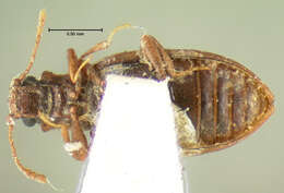 Sivun <i>Lathridium protensicollis</i> Mannerheim 1843 kuva