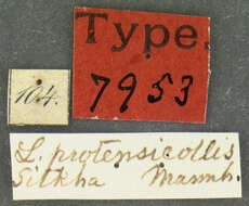 Sivun <i>Lathridium protensicollis</i> Mannerheim 1843 kuva