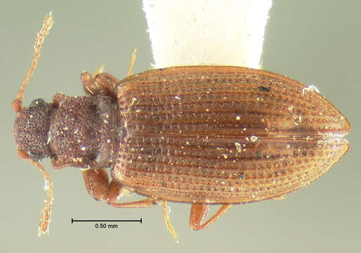 Plancia ëd <i>Lathridium quadricollis</i> Mannerheim 1843