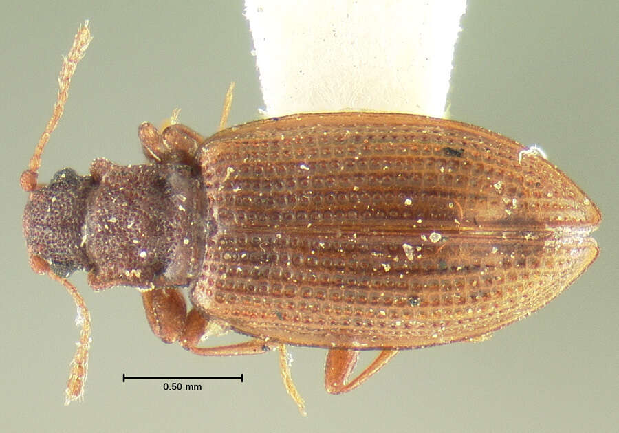 Sivun <i>Lathridium quadricollis</i> Mannerheim 1843 kuva