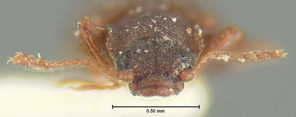 Слика од <i>Lathridium quadricollis</i> Mannerheim 1843