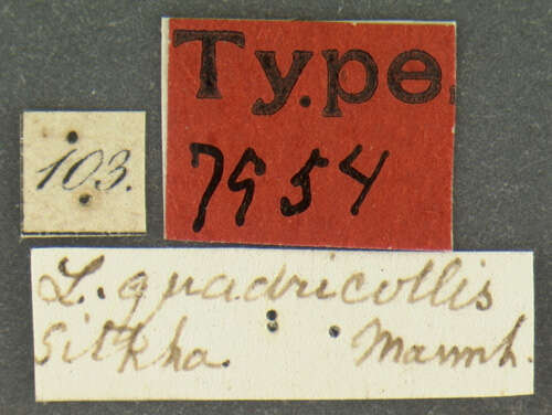 Sivun <i>Lathridium quadricollis</i> Mannerheim 1843 kuva