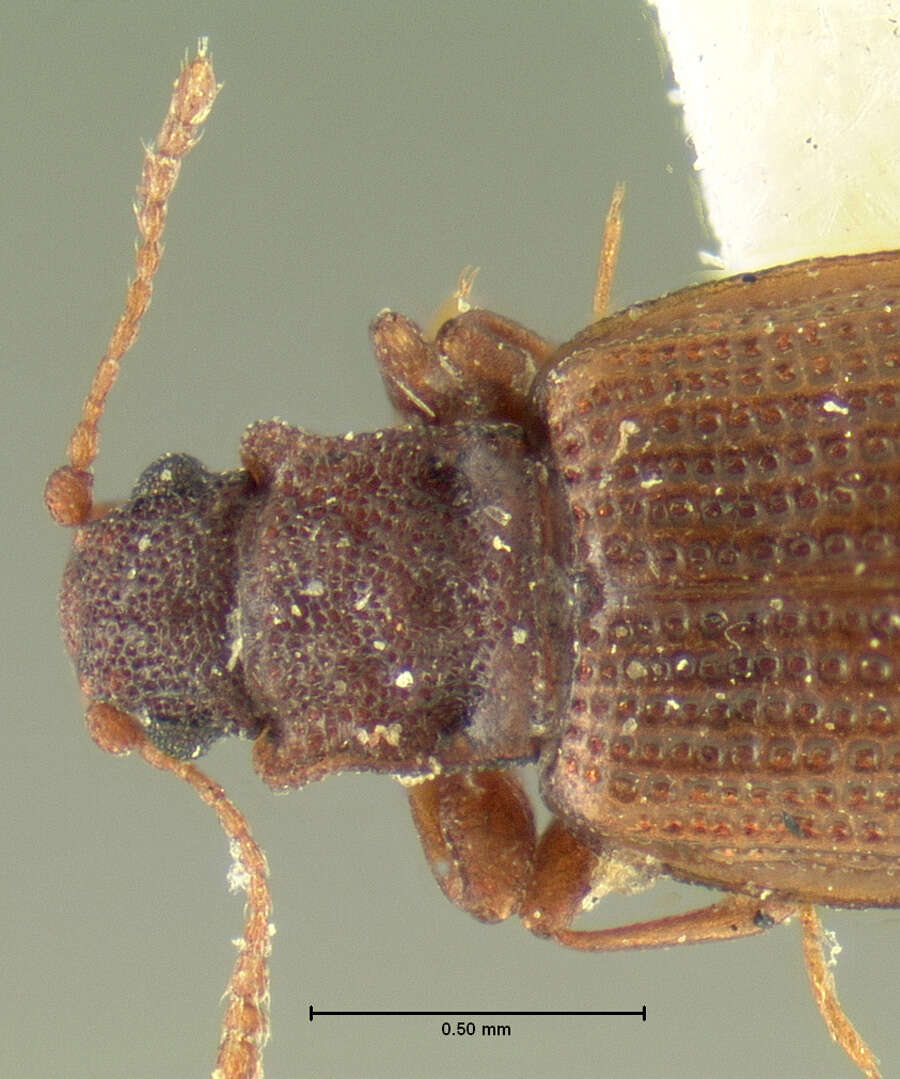 Sivun <i>Lathridium quadricollis</i> Mannerheim 1843 kuva