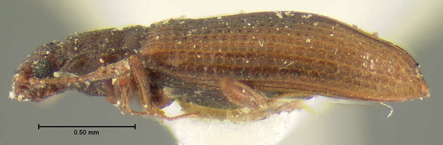 Image of <i>Lathridium sobrinus</i> Mannerheim 1852