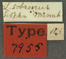 Image of <i>Lathridium sobrinus</i> Mannerheim 1852