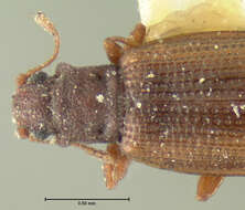 Image of <i>Lathridium sobrinus</i> Mannerheim 1852