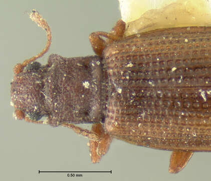 Слика од <i>Lathridium sobrinus</i> Mannerheim 1852