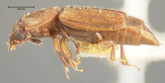 Image of Carpophilus ligneus Murray 1864