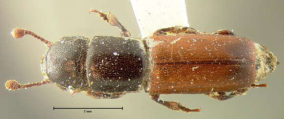 Image of Pityophagus rufipennis Horn 1872