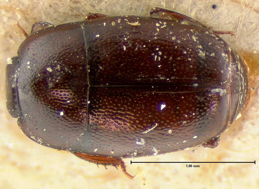 Paromalus (Isolomalus) difficilis Horn 1874 resmi