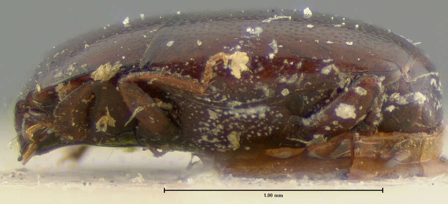 Paromalus (Isolomalus) difficilis Horn 1874 resmi