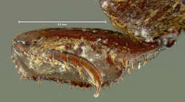 Haeterius tristriatus Horn 1874 resmi