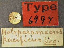Image of Holoparamecus pacificus Le Conte 1863