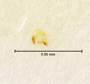 Image de Atomaria fuscata (Schönherr 1808)