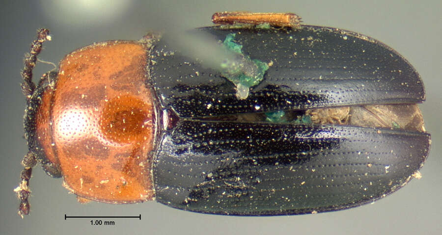 Sivun Triplax frontalis Horn 1862 kuva