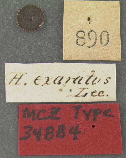 Image of <i>Hister exaratus</i> J. E. Le Conte 1845