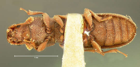 Image of Lasconotus servus Horn 1885