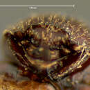 Image of <i>Echinodes decipiens</i>