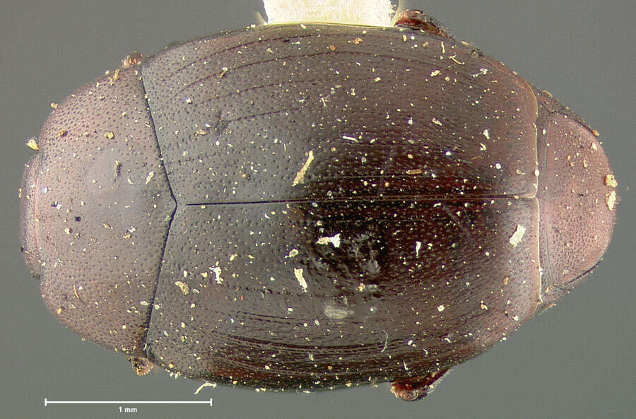 Image of Dendrophilus (Dendrophilus) californicus Horn 1892