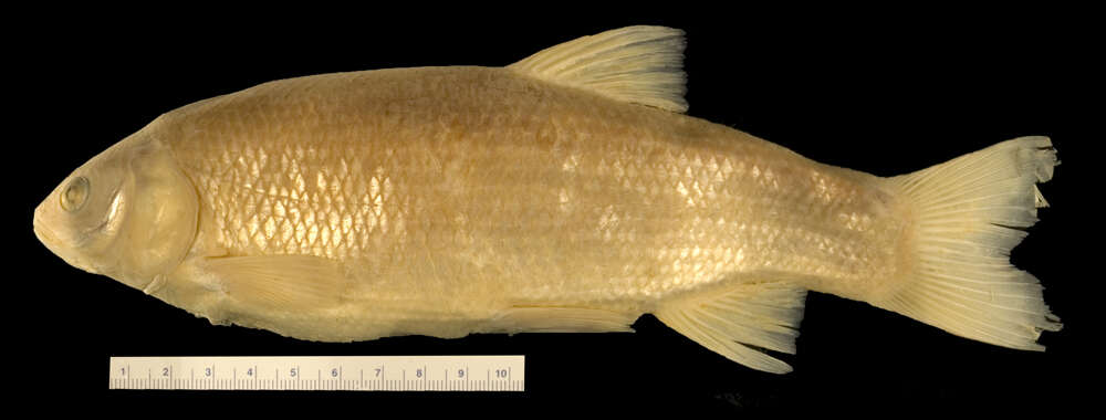Image of Thicktail Chub