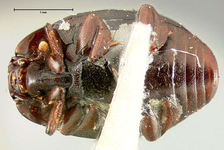 Image of Dendrophilus (Dendrophilus) californicus Horn 1892