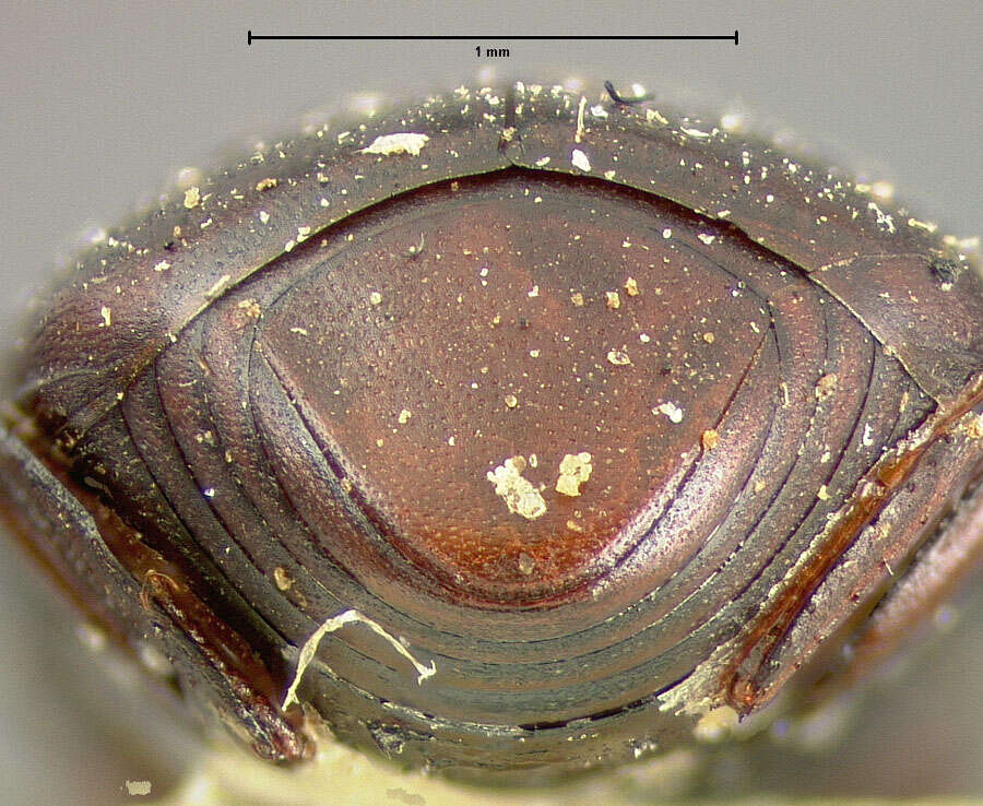 Image of Dendrophilus (Dendrophilus) californicus Horn 1892