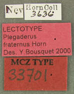 Plegaderus (Plegaderus) fraternus Horn 1870 resmi