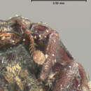 Image of Plegaderus (Plegaderus) nitidus Horn 1870