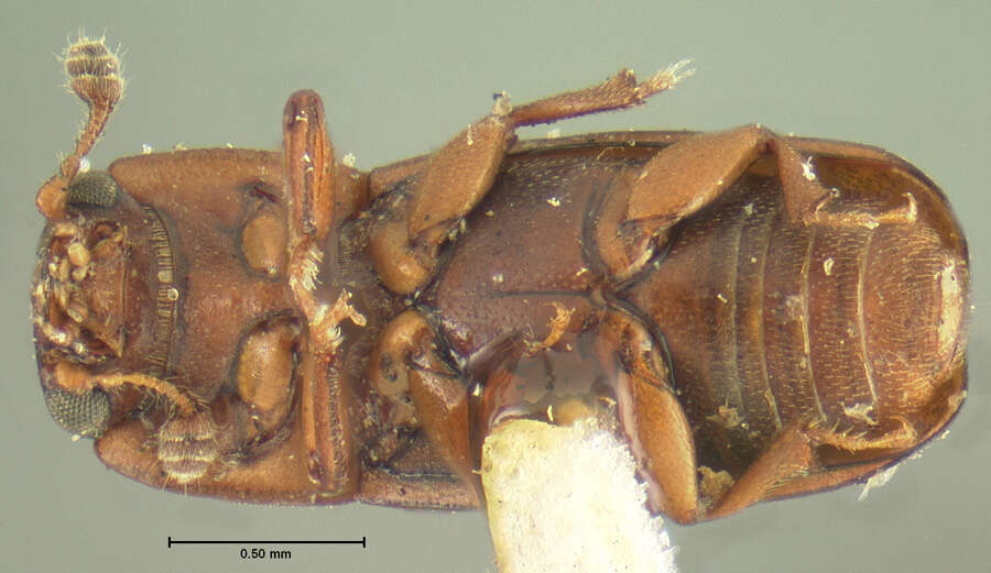 Image of Orthopeplus quadricollis Horn 1879