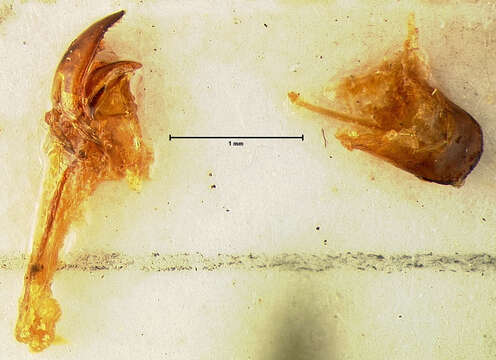 Image of Pityophagus verticalis Horn 1879