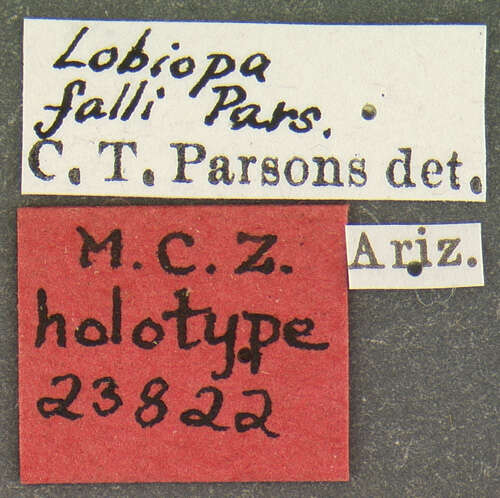 Image of Lobiopa falli Parsons 1938