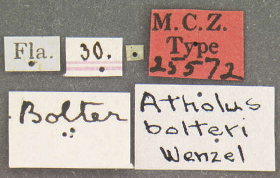 Image of Atholus bolteri Wenzel 1944